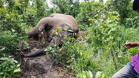 Elephant electrocution deaths: Odisha gives Rs 445 cr to power DISCOMS to prevent live wire snare
