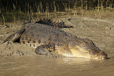 How Australia’s saltwater crocodiles are being made scapegoats amid increasing conflicts with humans