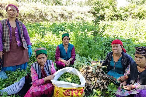 हिमाचल के किन्नौर जिले में प्राकृतिक खेती करने वाली महिला किसान। फोटो : रोहित पराशर