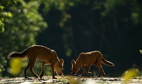 Photo: Kalyan Varma