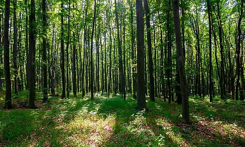 The proposed changes to the Forest Rights Act, 1980, are an attempt by the Narendra Modi-led Union government towards providing ‘Ease of doing Business’ to its cronies