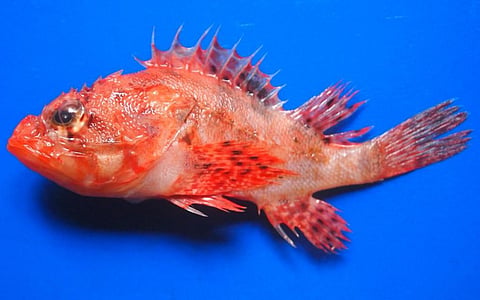 Fish species found only in the Pacific, discovered in the Bay of Bengal