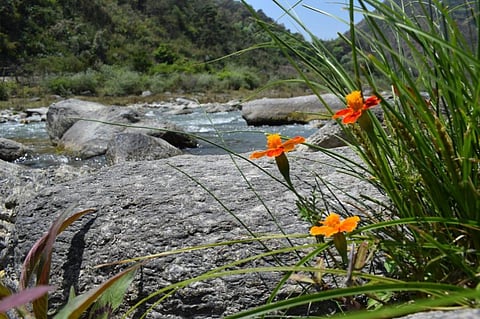 Over 100 countries sign Kunming Declaration on biodiversity conservation 