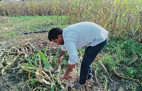 मध्य प्रदेश में मक्के की फसल की कटाई करता किसान। फोटो: मुकेश मीणा