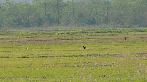 Development projects threaten Bengal florican habitat in Assam