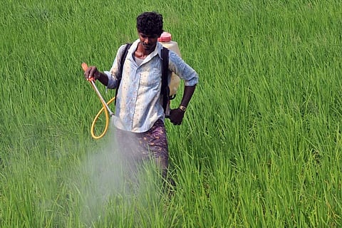 कीटनाशकों की वजह से बढ़ सकता है सिजेरियन डिलीवरी का खतरा