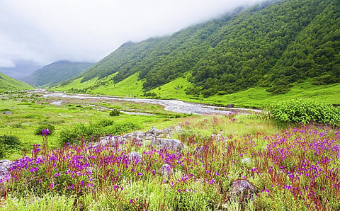 To save biodiversity-rich places such as the Valley of Flowers, the governments of Uttarakhand and the entire Himalayan region must preserve their forests and reflect on their infrastructure model. Photo: istock 