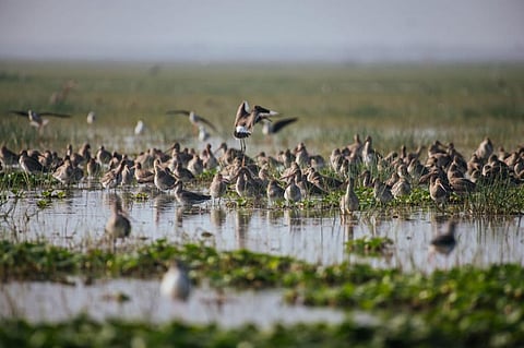 Odisha wildlife officials have spotted 22,000 birds of 62 different species in the Chilika lake till October 20, 2021. Photo: By special arrangement  