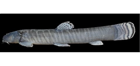 Arunachal college spots 3 new fish species