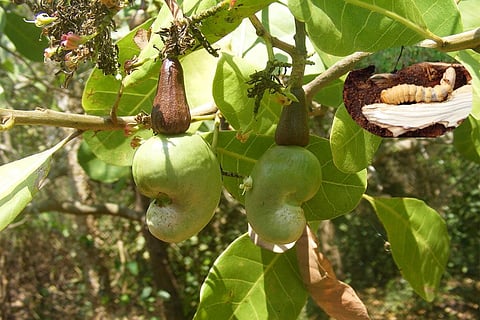 फोटो : विकिमीडिया कॉमन्स 