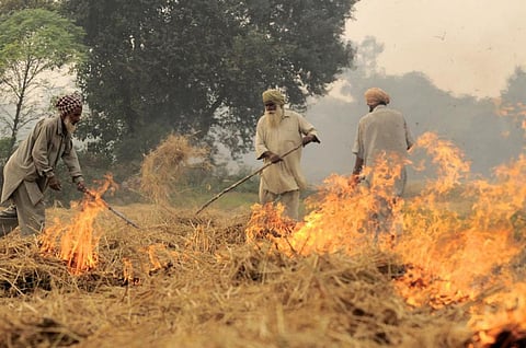 Struck by higher costs, Punjab farmers wait to burn stubble; fire incidences likely to flare up