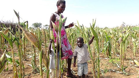 Climate crisis: Staple crop yield in 8 African countries may decline by 80%, flags report