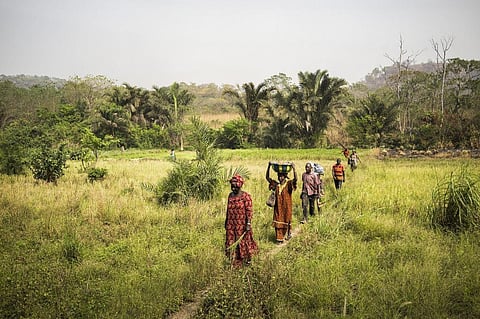 Transboundary climate change, adaptation risks in Africa over next 10 years of great concern among policymakers: Survey 