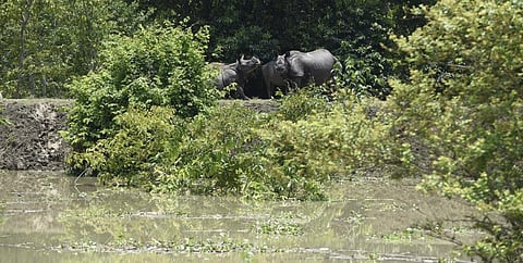 Rhinoceros and other animals take shelter on higher ground in Assam during floods. Photo: istock