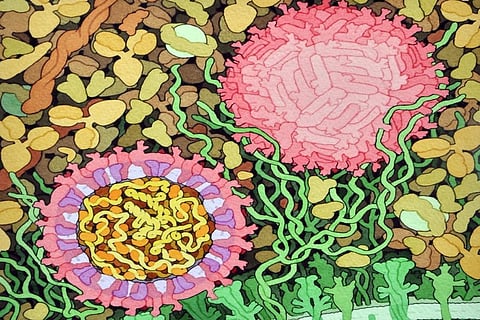 The two pinkish spheres are the Zika virus (the one at left is depicted in cross section). Artwork by David S Goodsell / NPR