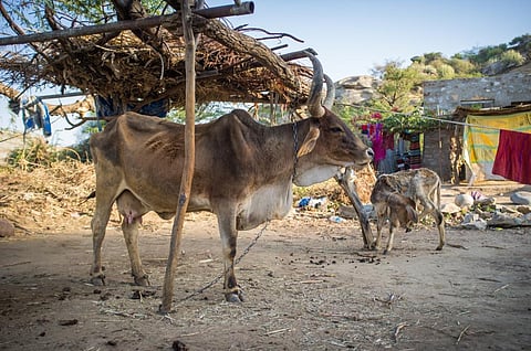 Green fodder shortage hits milk production in Bihar, farmers affected 