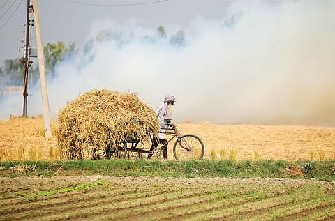 The government has launched and promoted short-duration paddy varieties over the past decade to curb
straw burning (Photograph: Vikas Choudhary)