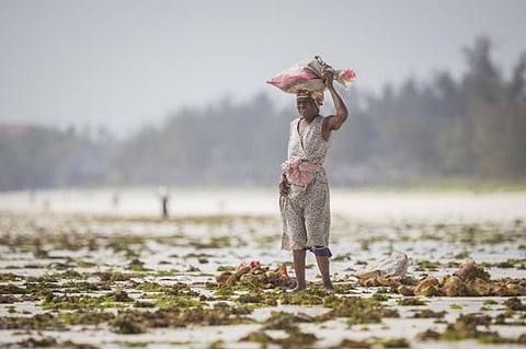 Africa’s financial sector must cope with climate risk for smooth transition to Net Zero: Report