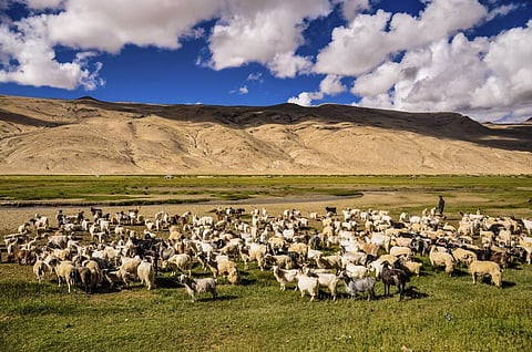 Antimicrobial Awareness Week 2021: OIE initiatives for responsible, prudent use of antimicrobials in animals in Asia-Pacific