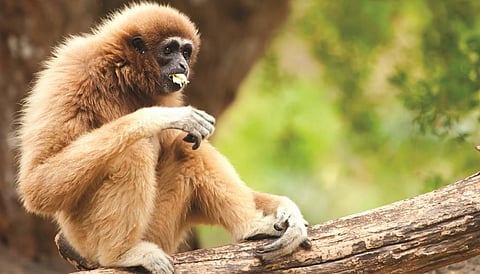 A high-pitched shriek by the hoolock gibbon warns of heavy rains within a few 
hours, even on a sunny day
