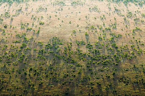 Africa’s Great Green Wall: Viable return on investments, says FAO study