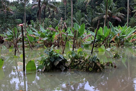 Extreme weather: Over 5 million hectares of crop lost due to rain in 2021