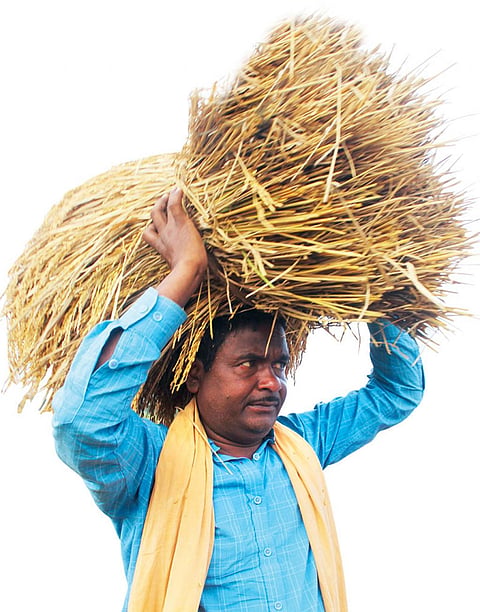 The seed banker: This Nuapatna farmer strives to save traditional paddy varieties 