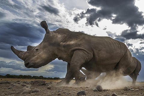 Moving African rhinos: What it takes to translocate an endangered species