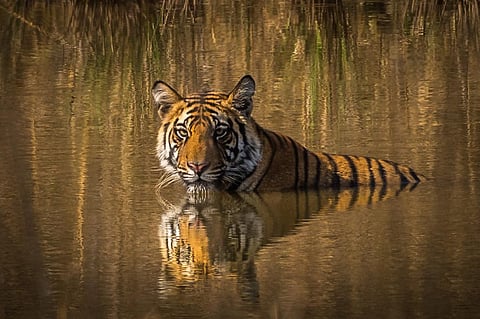 Will Madhya Pradesh retain its ‘Tiger State’ tag this year? 