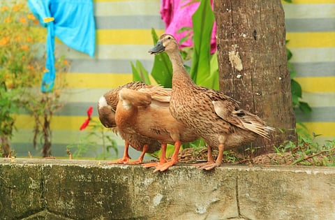 At Kumarakom Bird Sanctuary. Presence of migratory birds has been cited as reason for recurring instances of avian influenza in the state. Photo: Syed Shiyas Mirza 
