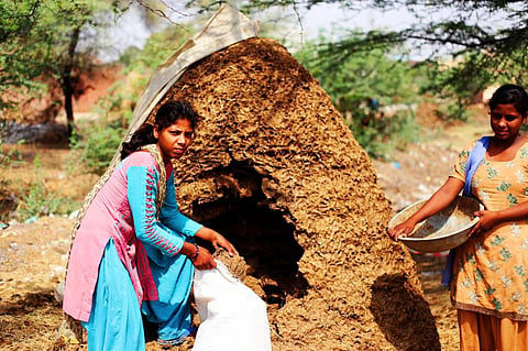 Bioenergy crops create cooling effect on cultivated areas: Study