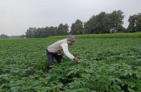 उत्तर प्रदेश के जहांगीराबाद निवासी किसान देवी प्रसाद प्रजापति बारिश में गिरे आलू के पौधों को दिखाते हुए (फाइल फ़ोटो- गौरव गुलमोहर)