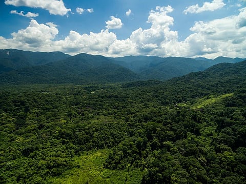 India’s forest cover increased during 2019-2021. Is it really as good as it sounds?