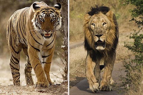 Forest Survey Report 2021: Overall decadal decline in forest cover in India’s 52 tiger reserves, Gir