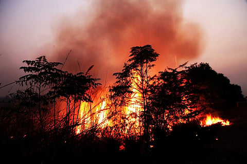 Forest Survey Report 2021: Forest fire counts up 2.7 times 