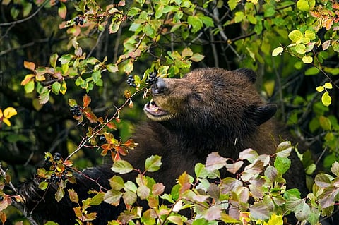 Animal biodiversity loss limits plants’ ability to adapt to climate change globally: Experts
