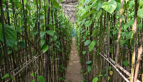 A betel vineyard in Dhinkia. Photo: Priya Ranjan Sahu