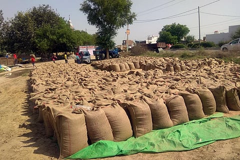 Centre may reduce moisture content limit for wheat, paddy. Why this will hurt farmers
