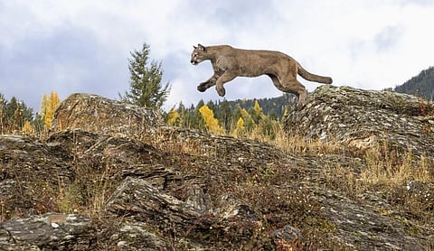 A puma (mountain lion or cougar) prepares to jump from a rock in Montana, United States. Photo: iStock