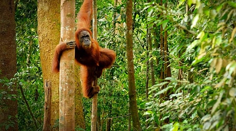 India’s palm oil imports are already linked to deforestation, biodiversity loss and land conflicts in Southeast Asia. Will the same pattern be repeated in India’s North East? Photo: istock