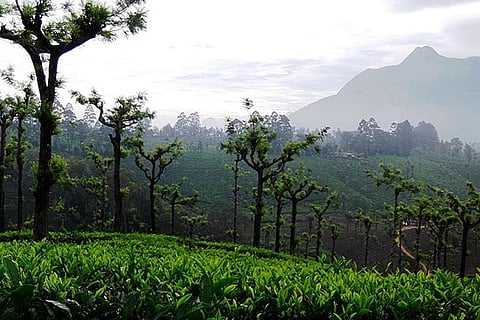 Plantations, invasive species... what all India counts as ‘forest’