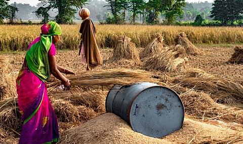 The share of income from crops in India has come down to 37 per cent in 2021, from 48 per cent in 2014. Photo: iStock