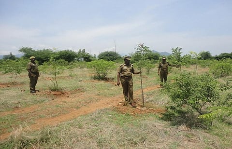 Planting activities undertaken under CAMPA monitored during 2015-16 in Salem Division of Tamil Nadu. Photo: V Sundararaju 