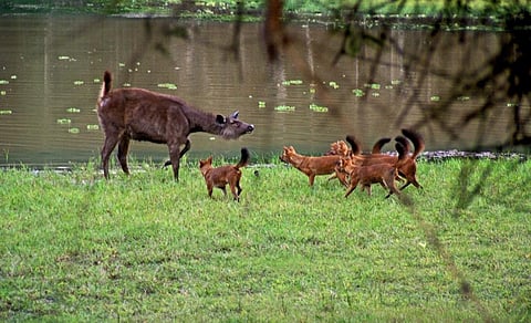Dholes have disappeared from 75 per cent of their range and are today found in east, south and southeast Asia. Here, a pack attacks a Sambar doe in Bandipur Tiger Reserve, Karnataka. Photo: iStock