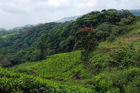 फोटो : विकिमीडिया कॉमन्स 