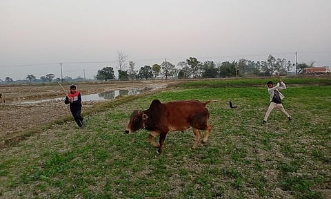 Farmers drive away stray cattle from their fields in Amethi district, UP. Photo: Gaurav Gulmohar