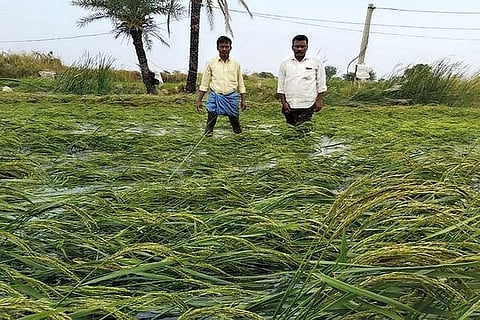 We have brought new farming practices like intercropping to Malavalli taluk. But when it comes to help from insurance companies and the local agriculture department, it is very difficult to get relief - 
Venkatesh and Dharmappa from Malavalli taluk in Mandya district, Karnataka (Photograph courtesy: Mandya Agriculture department)