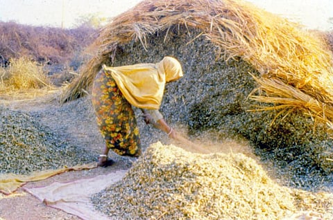 पशु चारे का संकट: राजस्थान में त्रिकाल जैसे हालात बने