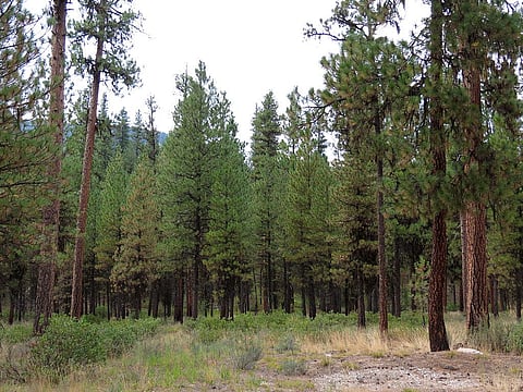 Climate change may reduce carbon dioxide uptake by forests: Study