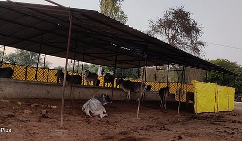 'Gaushalas' have been constructed in UP for stray cattle. But they have a lot of shortcomings. Photo: Aman Gupta